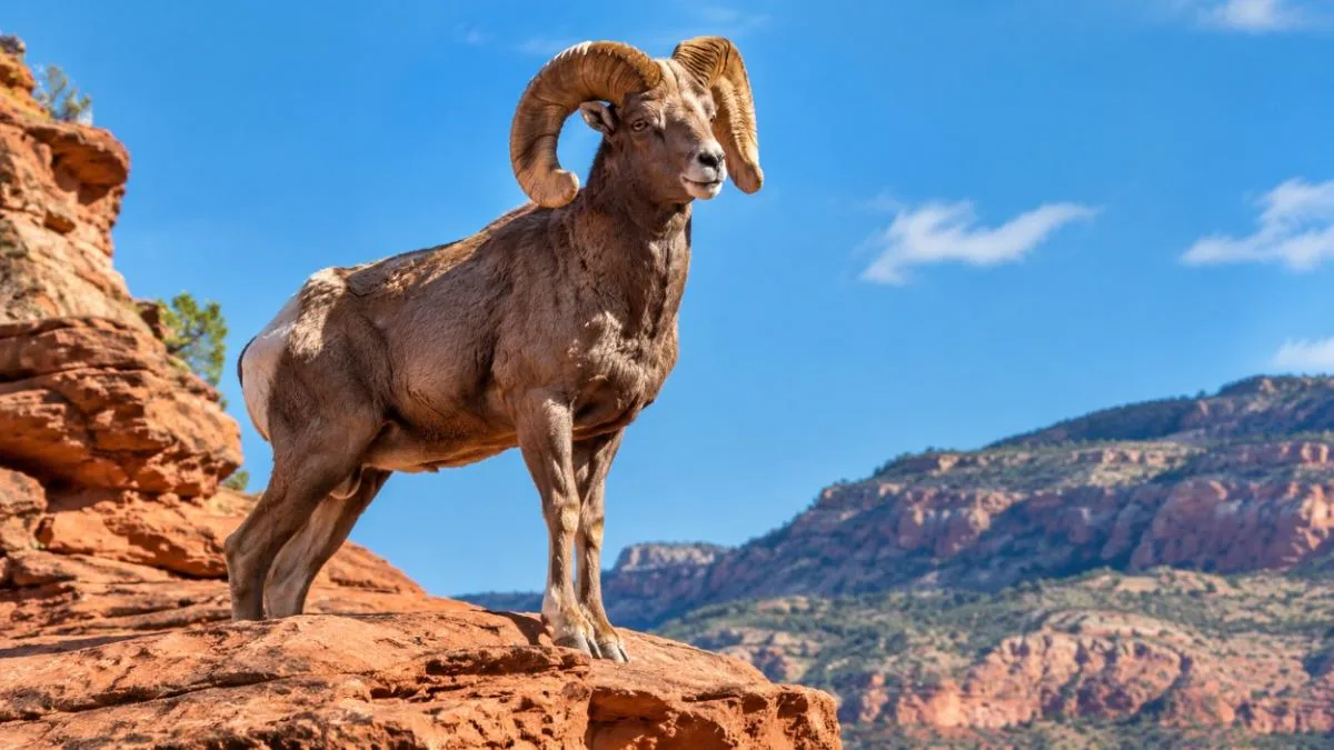 A bighorn sheep standing on red sandstone ledges